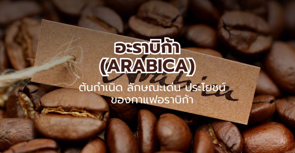 อาราบิก้า (Arabica) ต้นกำเนิด ลักษณะเด่นและประโยชน์ของกาแฟอราบิก้า